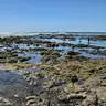 Tamarindo