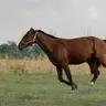 Siofok