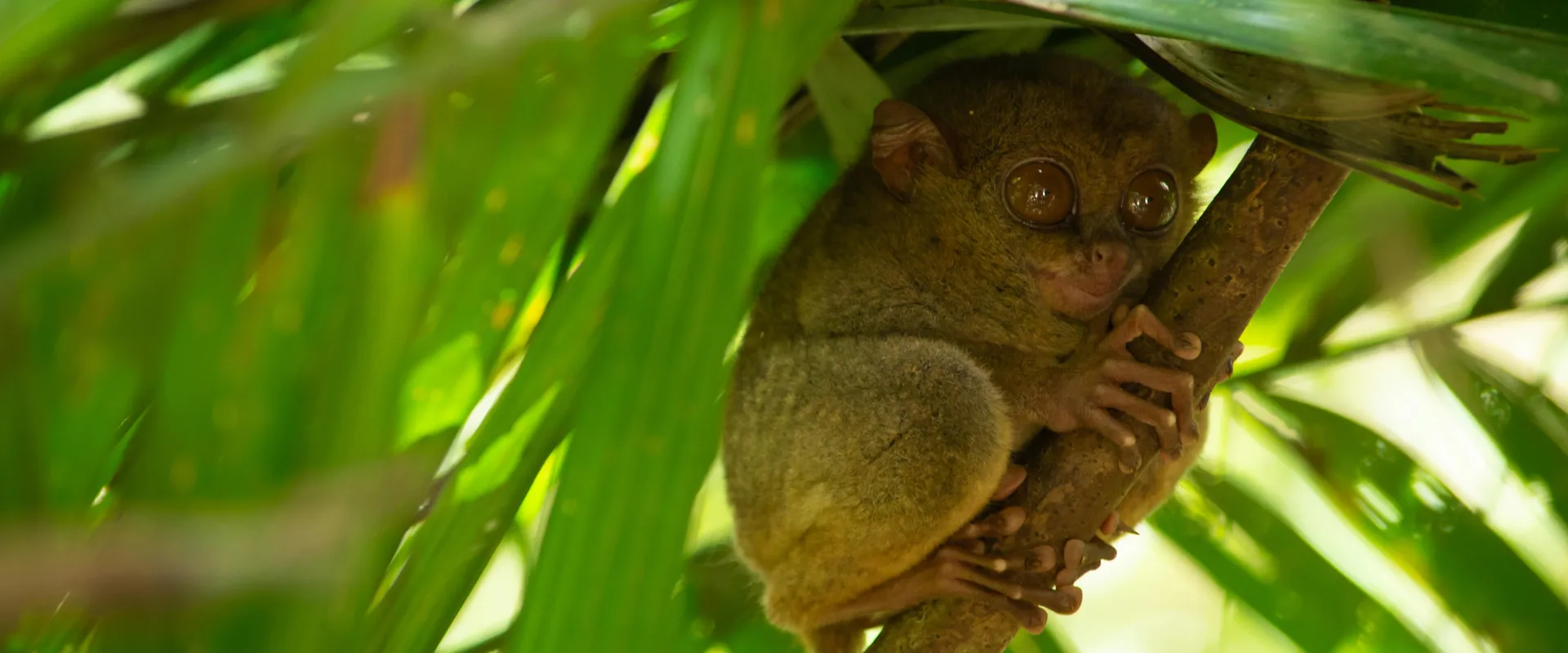 Pub crawls in Bohol, Philippines