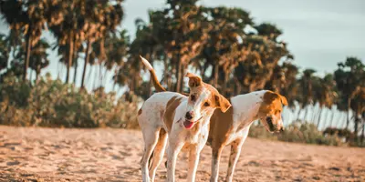 Party hostels in Arugam Bay, Sri Lanka